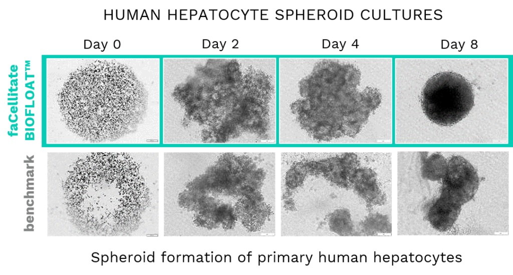 BIOFLOAT products are reliable and facilitate spheroid formation