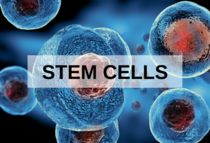 stem cells