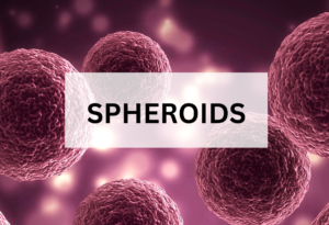 Spheroids
