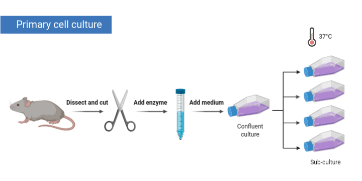 primary cell culture