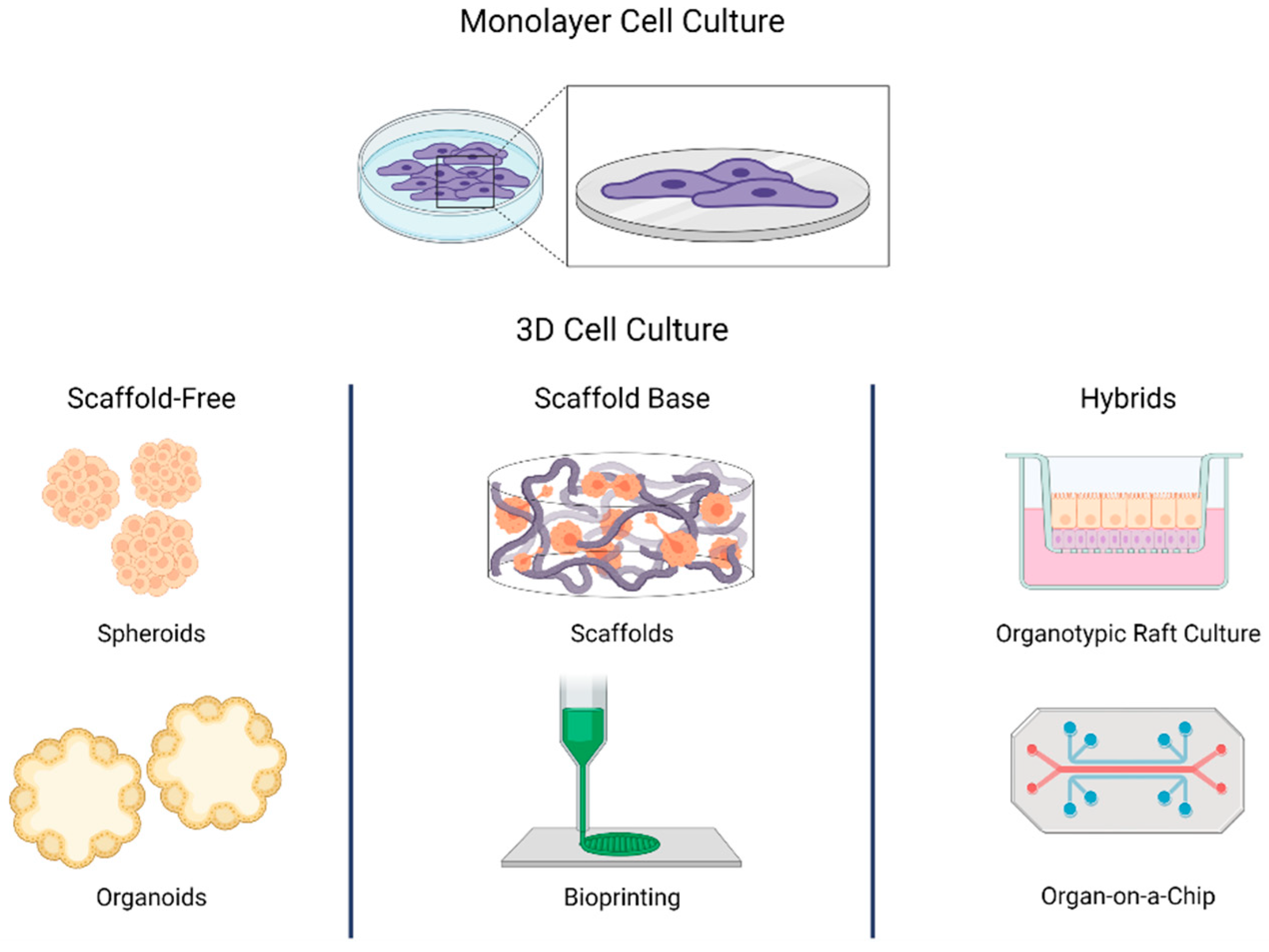 Induced pluripotent stem cells