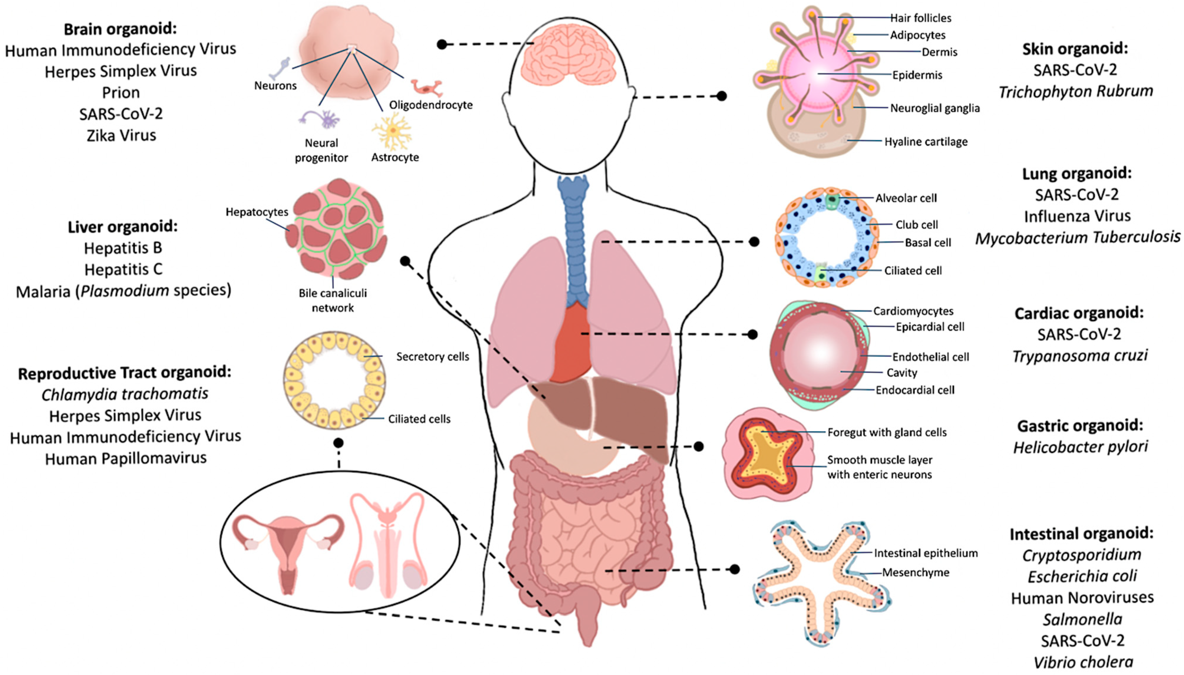 3d human organoids
