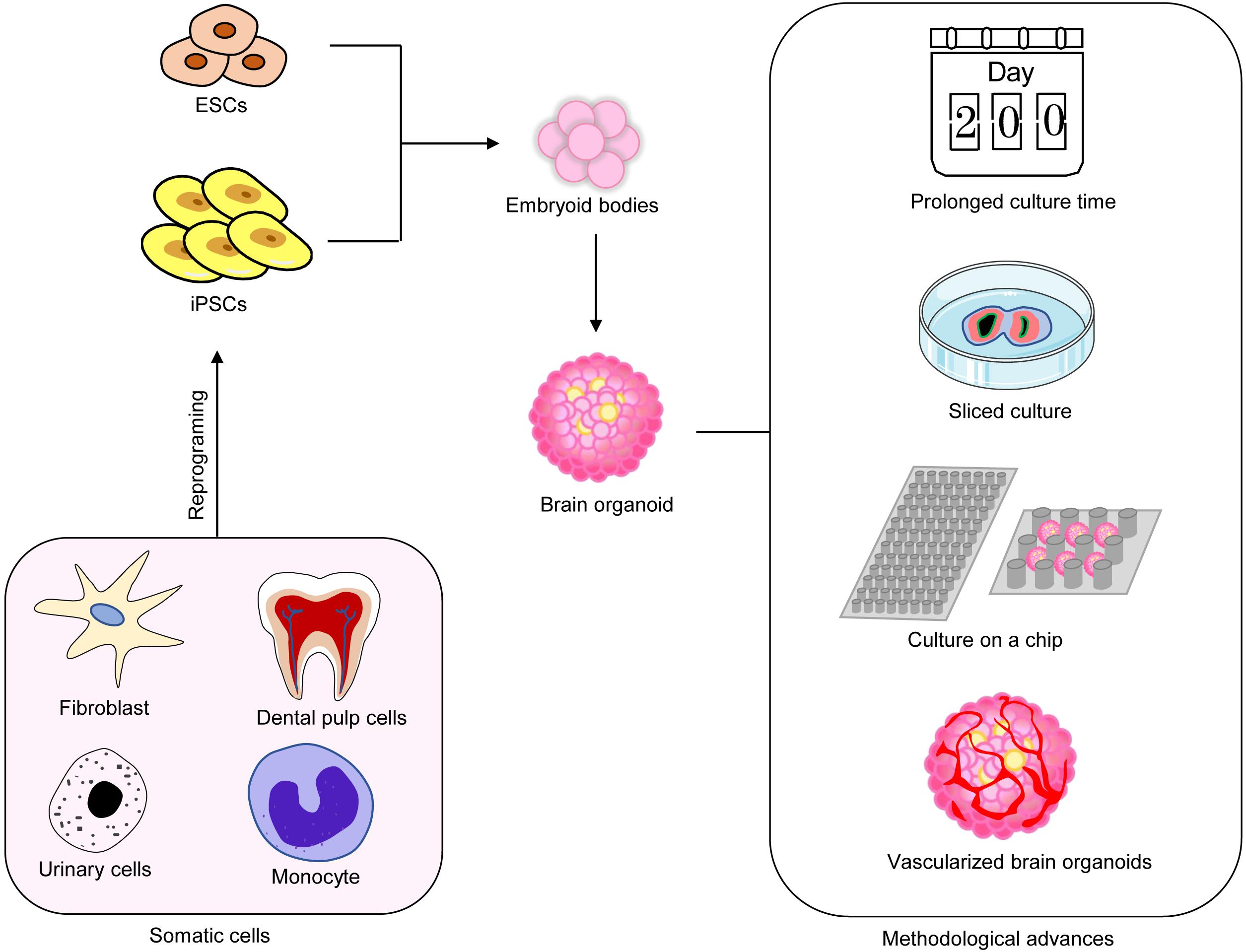 brain organoid