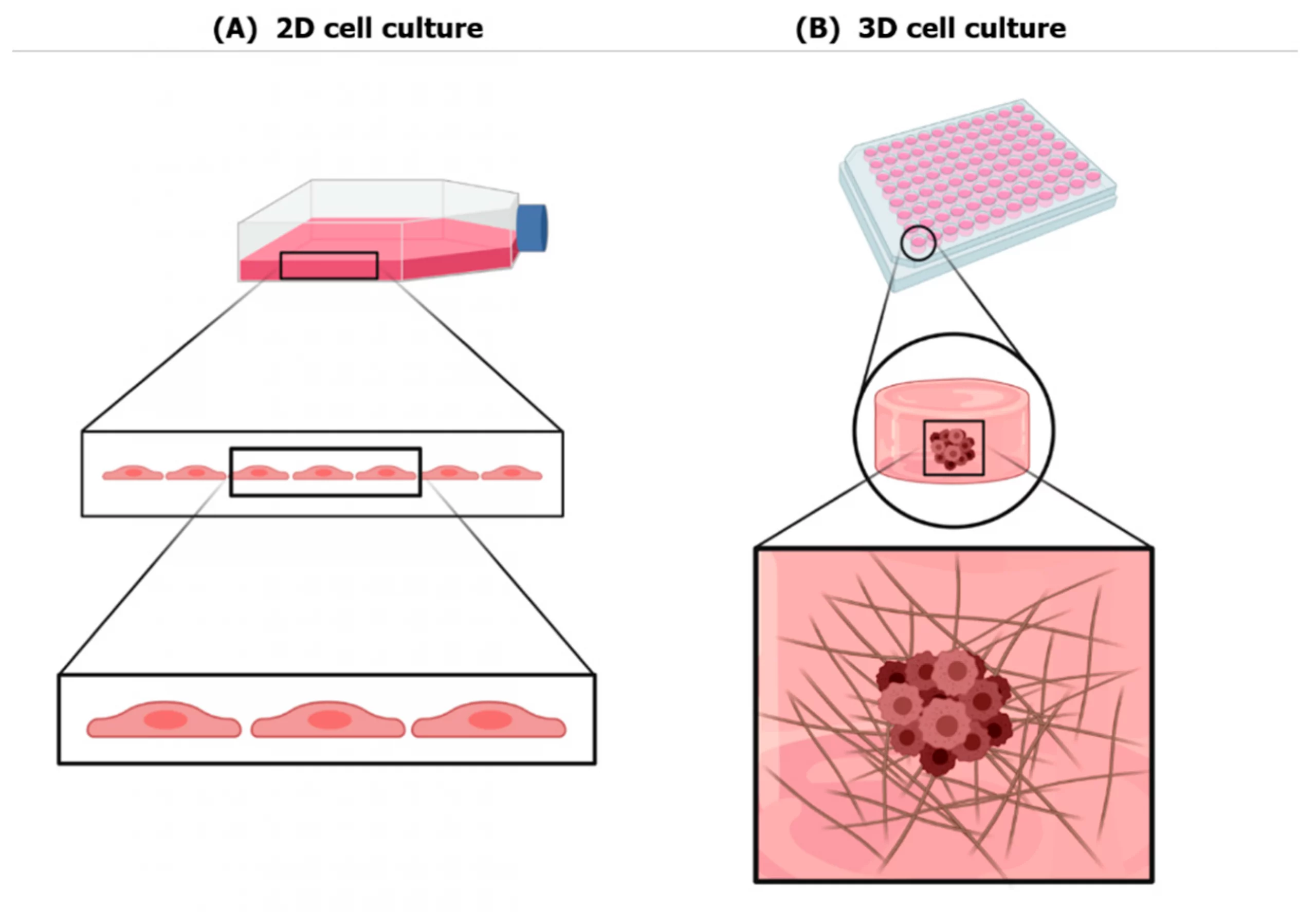 3d cell culture