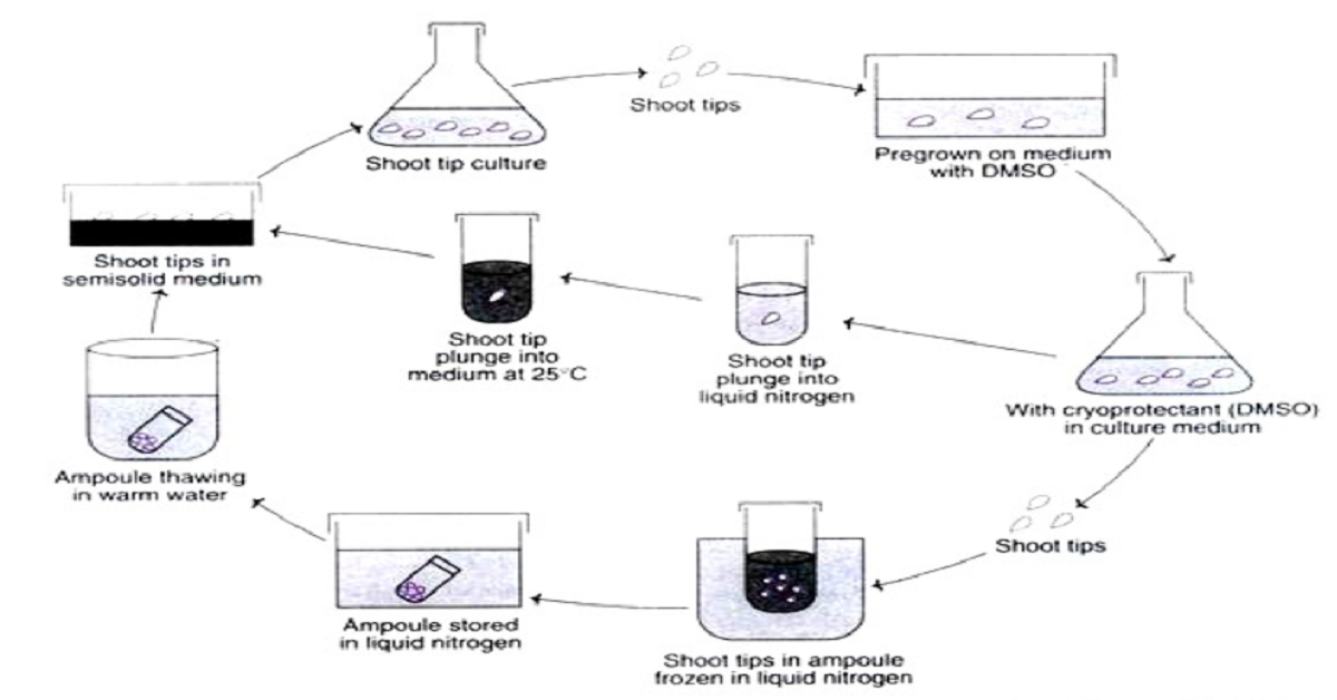cryopreservation advantages
