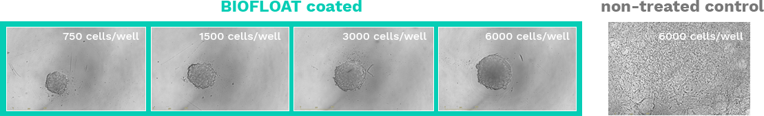 BIOFLOAT coated plates