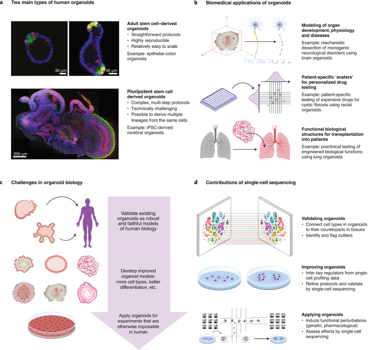Human organoids